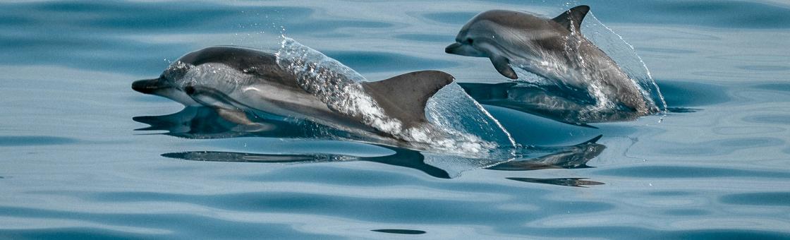 Villa Miraé - Expériences